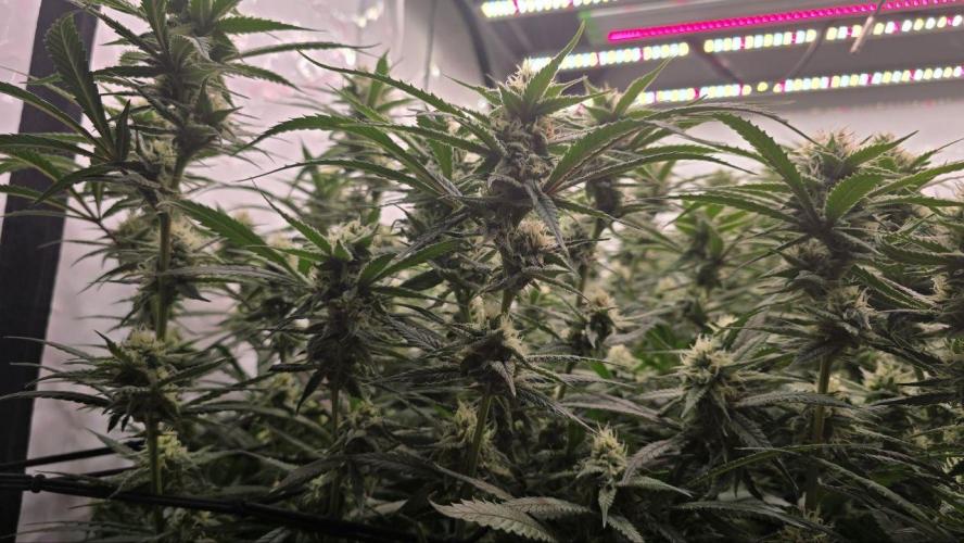 Super Lemon Haze (RDWC /SCrOG). Week 12