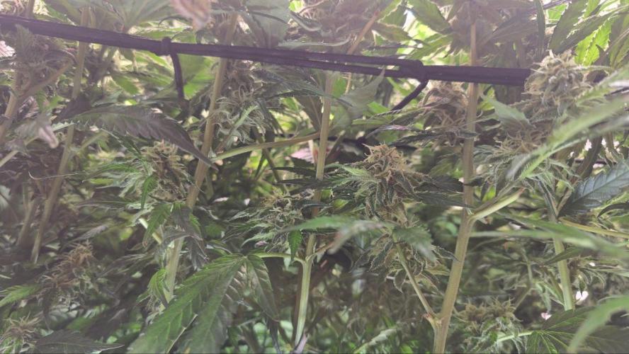 Super Lemon Haze (RDWC /SCrOG). Week 12