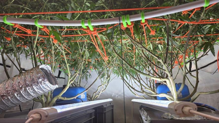 Super Lemon Haze (RDWC /SCrOG). Week 12