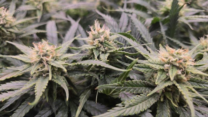 Super Lemon Haze (RDWC /SCrOG). Week 12