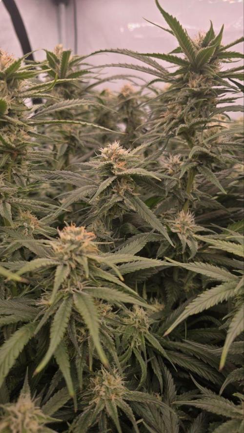 Super Lemon Haze (RDWC /SCrOG). Week 12