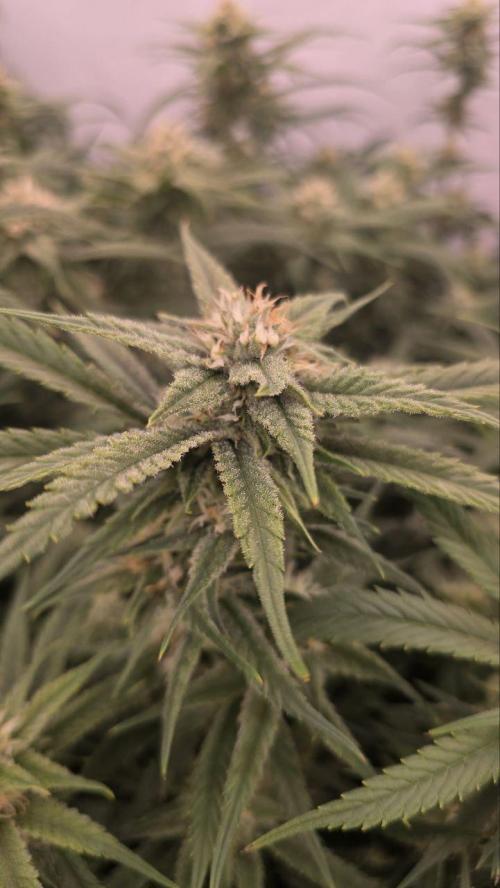 Super Lemon Haze (RDWC /SCrOG). Week 12