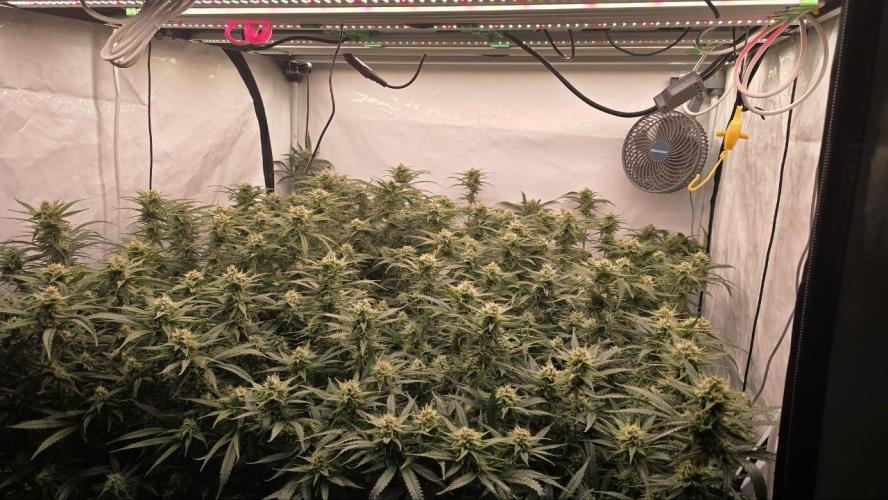 Super Lemon Haze (RDWC /SCrOG). Week 12