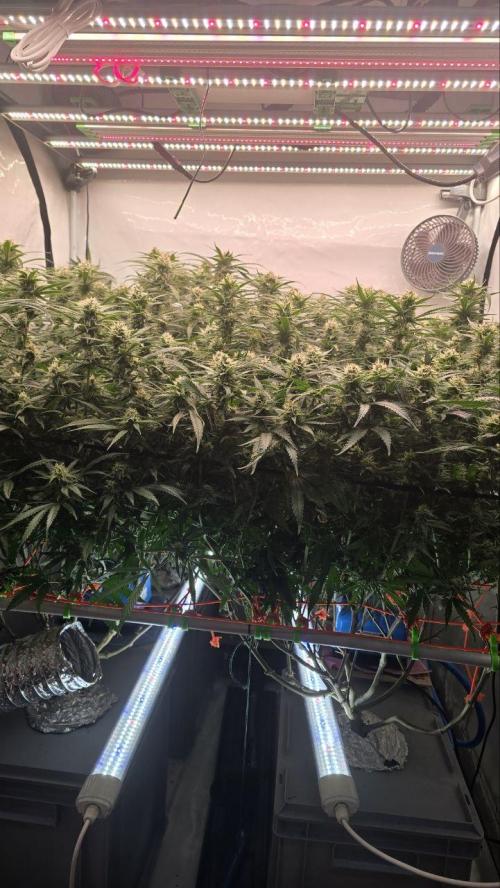 Super Lemon Haze (RDWC /SCrOG). Week 12