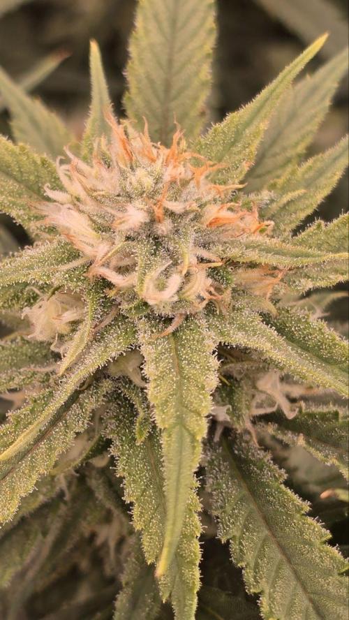 Super Lemon Haze (RDWC /SCrOG). Week 12