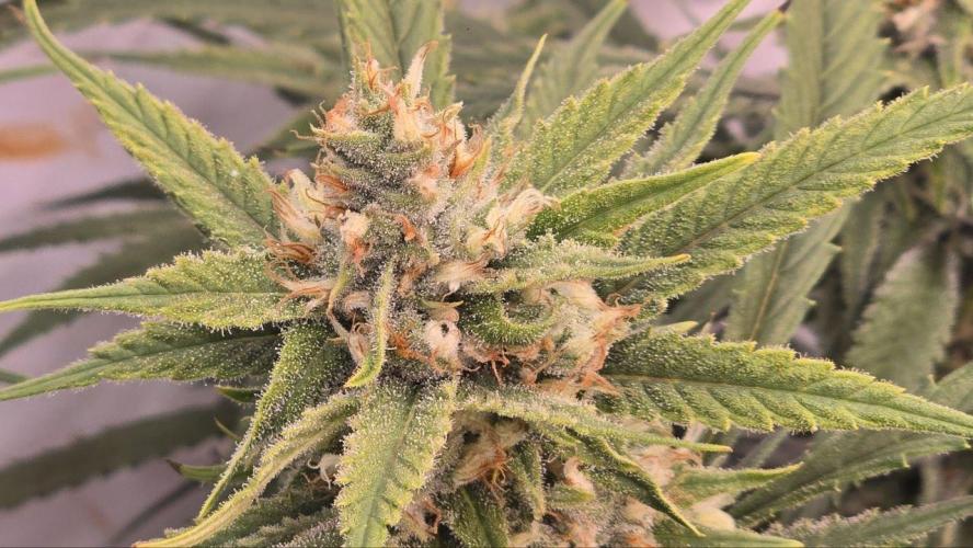 Super Lemon Haze (RDWC /SCrOG). Week 13