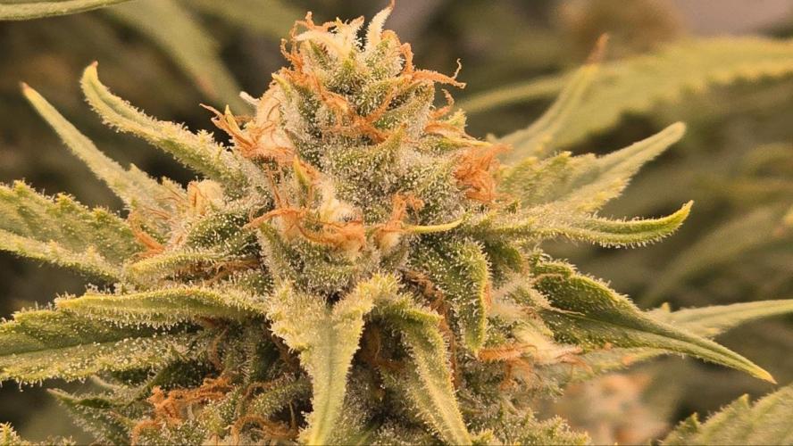 Super Lemon Haze (RDWC /SCrOG). Week 13