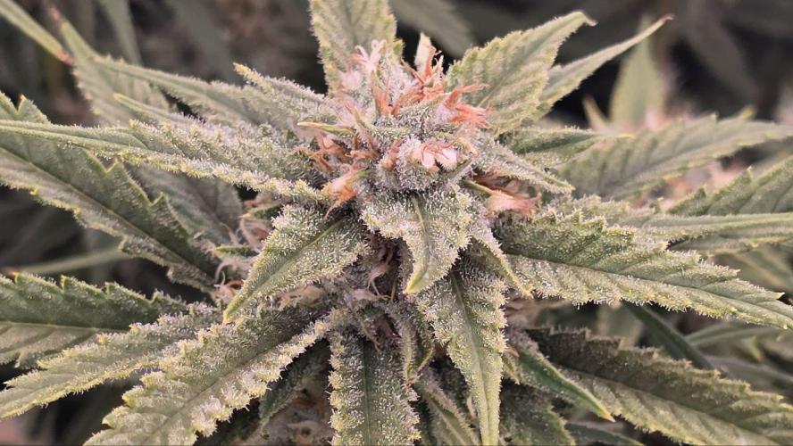 Super Lemon Haze (RDWC /SCrOG). Week 13