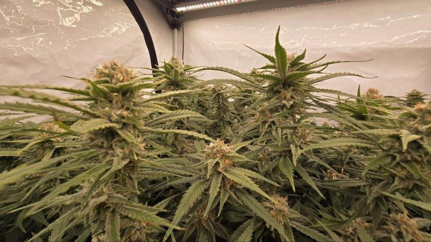 Super Lemon Haze (RDWC /SCrOG). Week 13