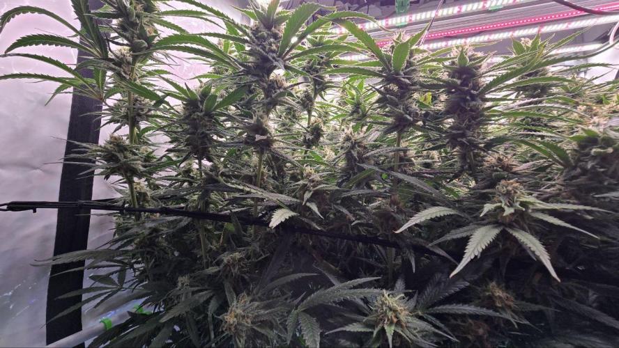 Super Lemon Haze (RDWC /SCrOG). Week 13