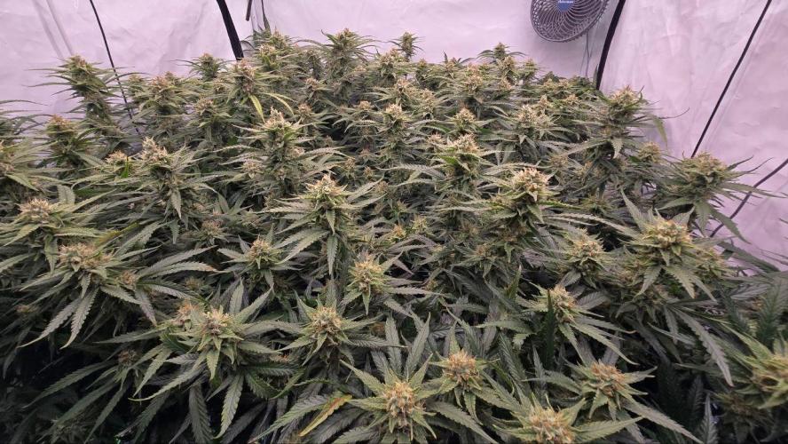 Super Lemon Haze (RDWC /SCrOG). Week 13