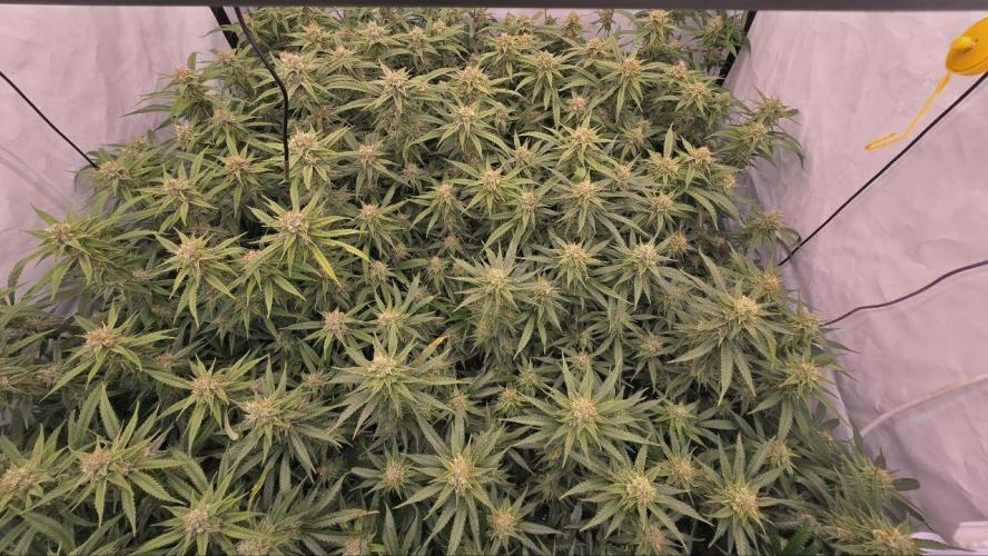 Super Lemon Haze (RDWC /SCrOG). Week 13
