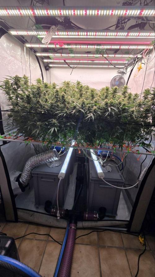 Super Lemon Haze (RDWC /SCrOG). Week 13