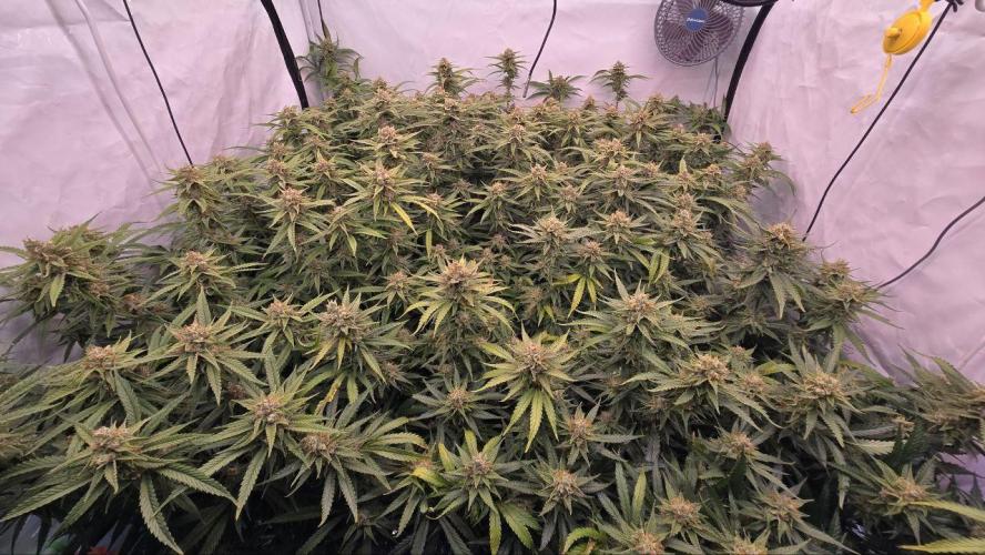 Super Lemon Haze (RDWC /SCrOG). Week 14