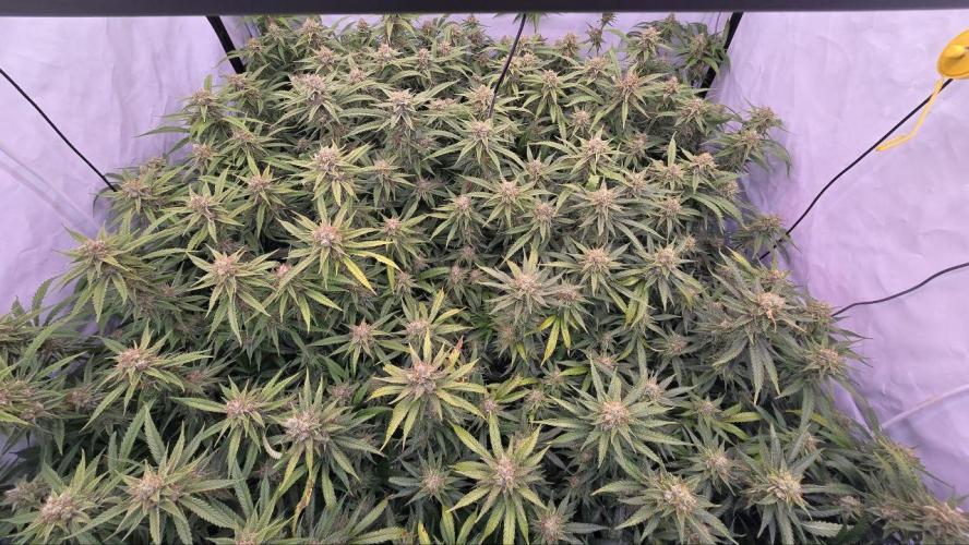 Super Lemon Haze (RDWC /SCrOG). Week 14