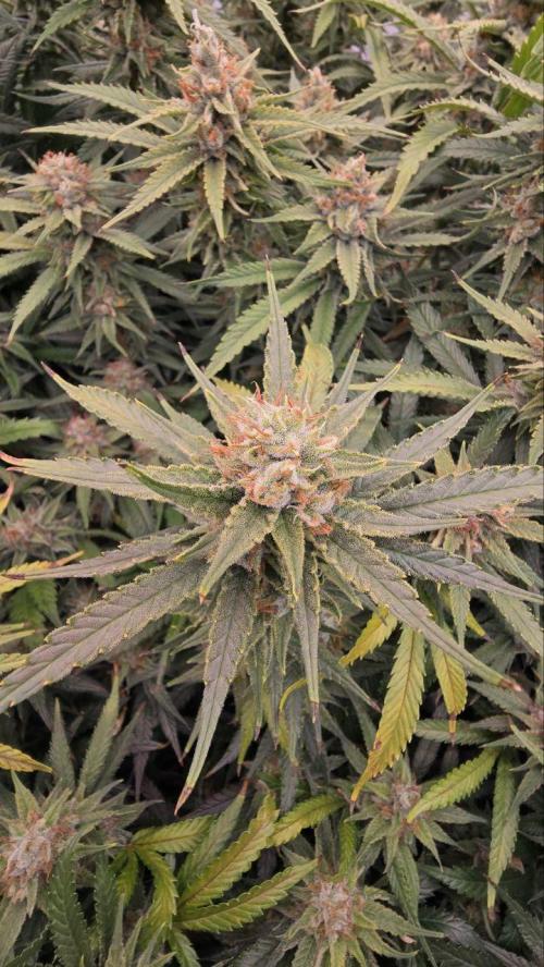 Super Lemon Haze (RDWC /SCrOG). Week 14