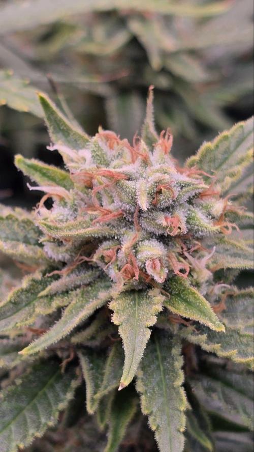 Super Lemon Haze (RDWC /SCrOG). Week 14