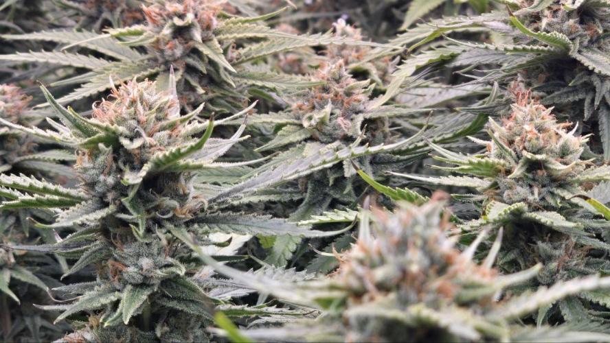 Super Lemon Haze (RDWC /SCrOG). Week 14