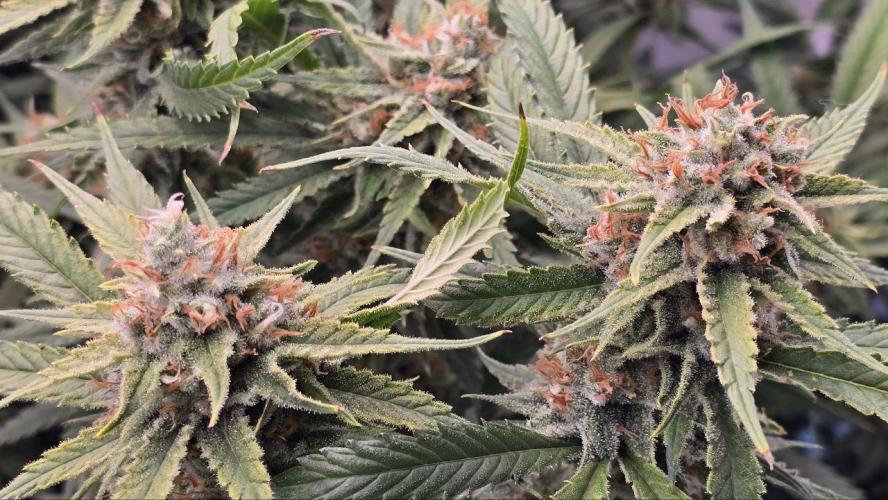 Super Lemon Haze (RDWC /SCrOG). Week 14