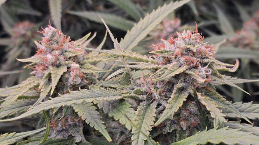 Super Lemon Haze (RDWC /SCrOG). Week 14