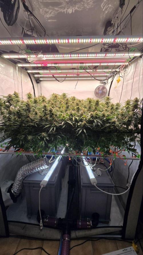 Super Lemon Haze (RDWC /SCrOG). Week 14