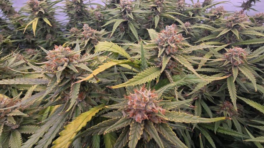 Super Lemon Haze (RDWC /SCrOG). Week 15