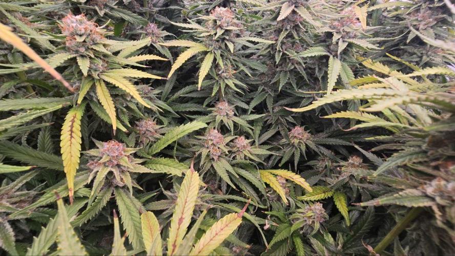 Super Lemon Haze (RDWC /SCrOG). Week 15