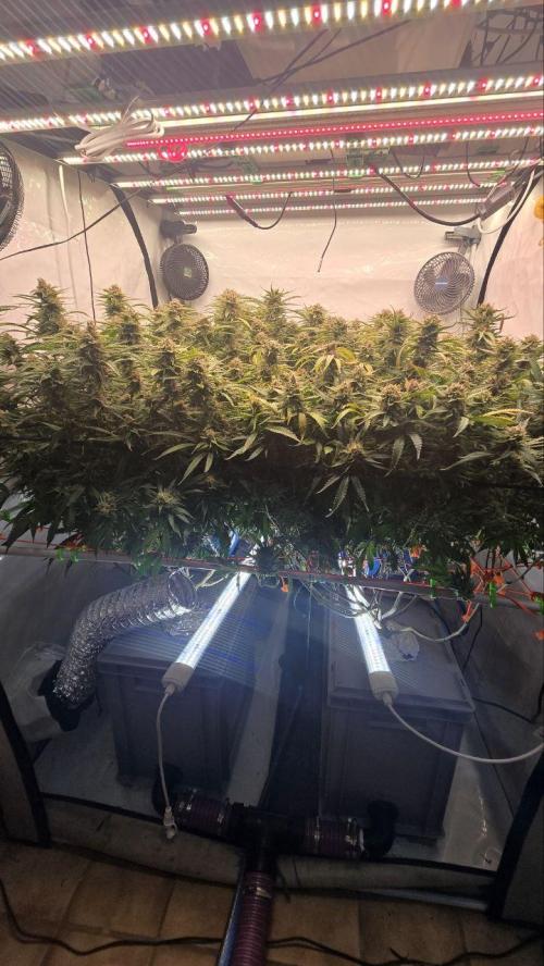 Super Lemon Haze (RDWC /SCrOG). Week 15