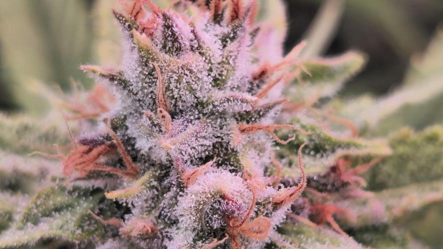 Super Lemon Haze (RDWC /SCrOG). Week 15