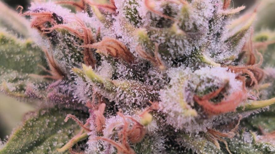 Super Lemon Haze (RDWC /SCrOG). Week 15