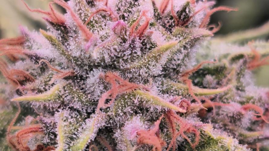 Super Lemon Haze (RDWC /SCrOG). Week 15