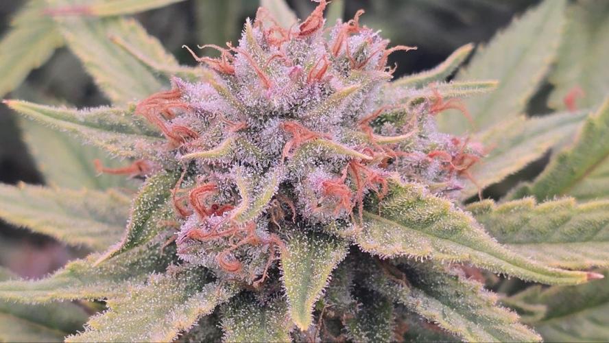 Super Lemon Haze (RDWC /SCrOG). Week 15