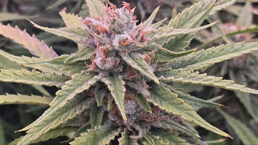 Super Lemon Haze (RDWC /SCrOG). Week 15