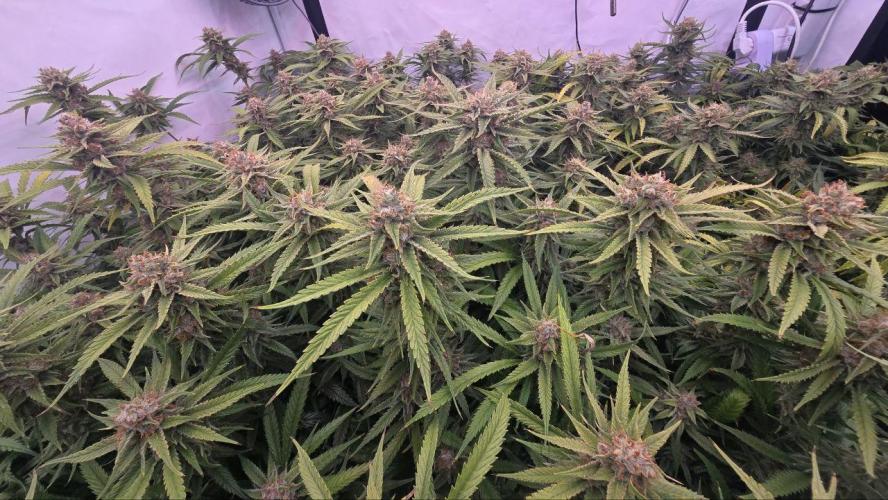Super Lemon Haze (RDWC /SCrOG). Week 15