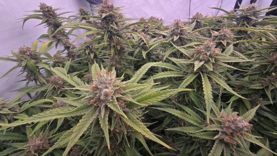 Super Lemon Haze (RDWC /SCrOG). Week 15