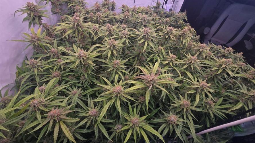 Super Lemon Haze (RDWC /SCrOG). Week 15
