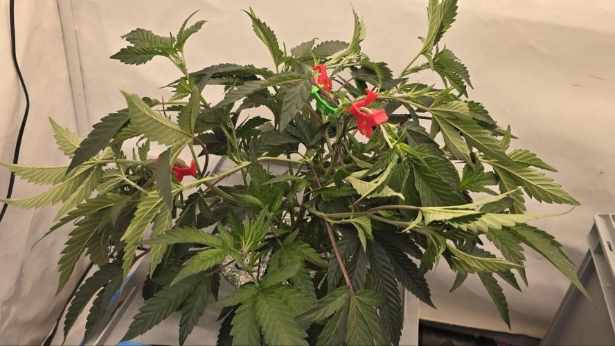 Gelato #45 RDWC Grow. Week 3