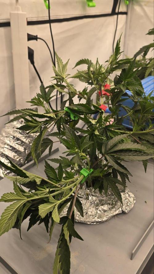 Gelato #45 RDWC Grow. Week 3