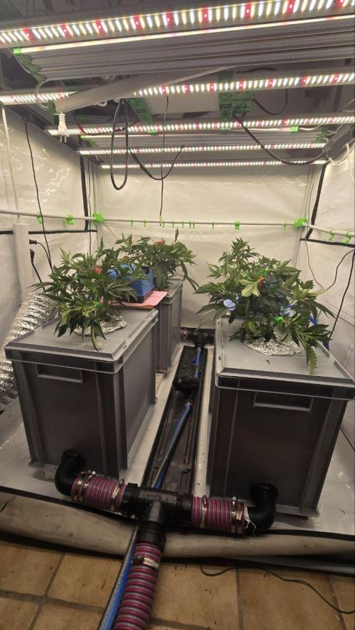 Gelato #45 RDWC Grow. Week 3