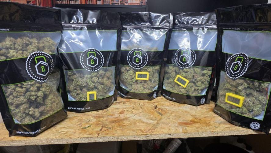 Super Lemon Haze (RDWC /SCrOG). Week 16