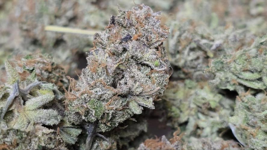 Super Lemon Haze (RDWC /SCrOG). Week 16