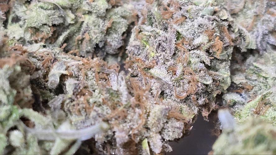 Super Lemon Haze (RDWC /SCrOG). Week 16