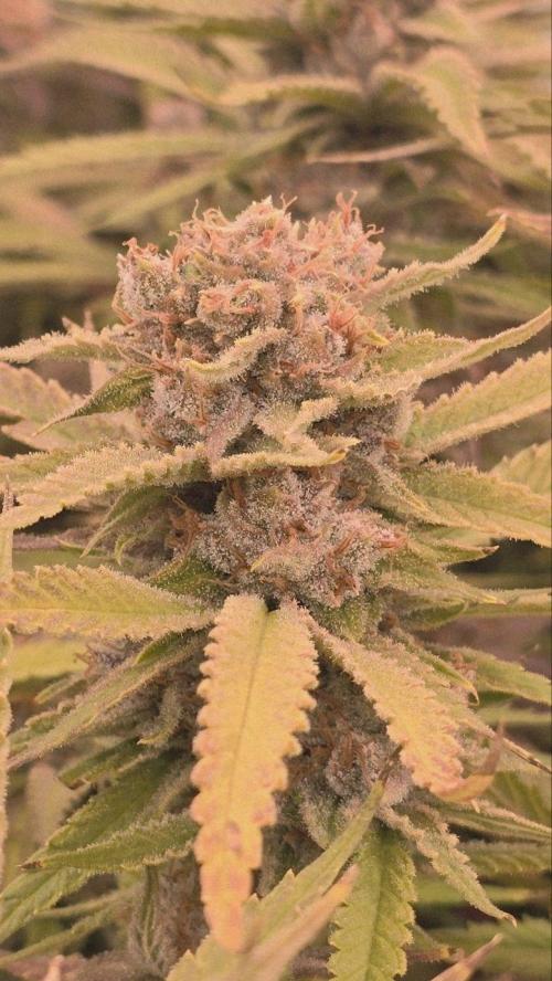 Super Lemon Haze (RDWC /SCrOG). Week 16