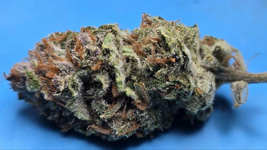 Super Lemon Haze (RDWC /SCrOG). Week 16