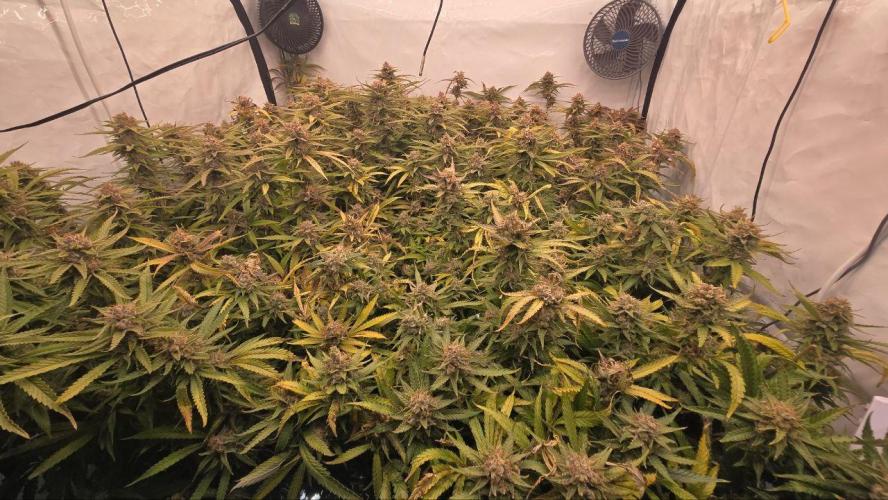 Super Lemon Haze (RDWC /SCrOG). Week 16