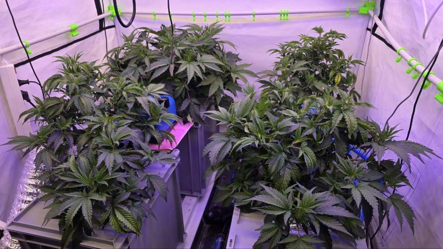 Gelato #45 RDWC Grow. Week 4