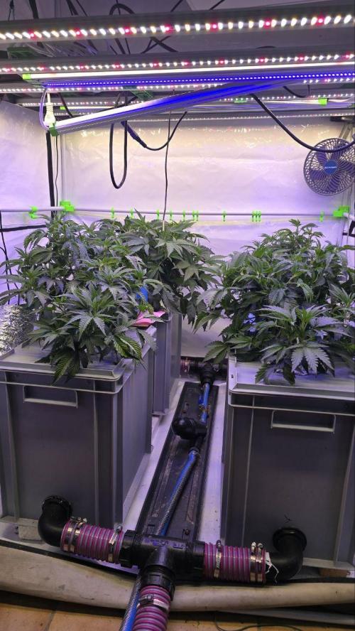 Gelato #45 RDWC Grow. Week 4