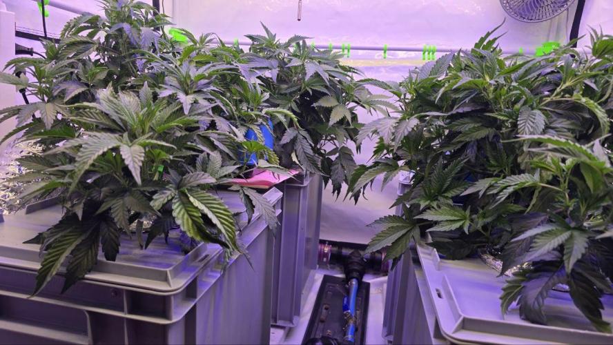 Gelato #45 RDWC Grow. Week 4