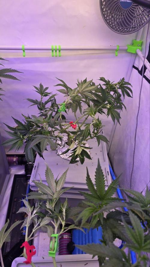 Gelato #45 RDWC Grow. Week 5