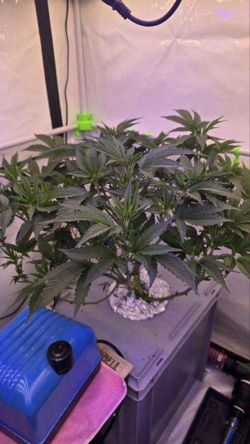 Gelato #45 RDWC Grow. Week 5